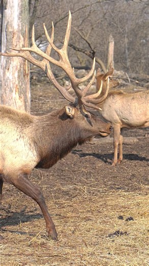 The extraordinary elk in #GaylordMichigan are living their best lives! Check out elk viewing information through the link in our bio. 🙂 | Gaylord Michigan Tourism Bureau