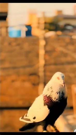 World’s Most Beautiful Pigeon 🕊️✨ | You Won’t Believe This!