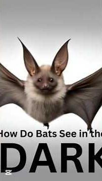 How Do Bats See in the Dark? The Fascinating Science of Echolocation