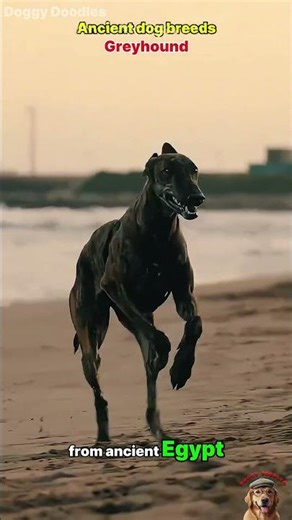 Ancient dog breeds #dogs #animals #shorts