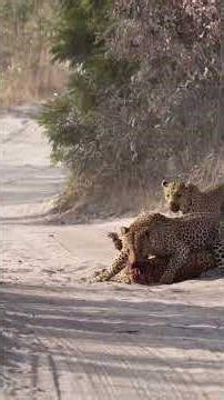 Leopard Fight Turns Violent 😳🔥