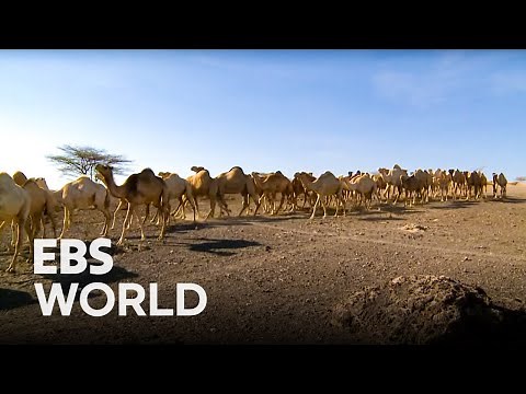 Accompanied by Camels The RendilleㅣExploring the Origin of Humanity