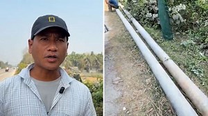 Assam: Posts meant for golden langur safety bridges stolen by miscreants, environmentalists file complaint