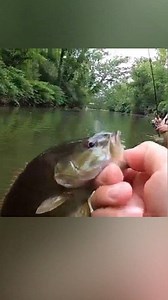 12 reactions | Gold Rush was the Crush! #reelsfypシ #fyp #fishingtrip #fishing #bass | Cast Cray Outdoors | Facebook