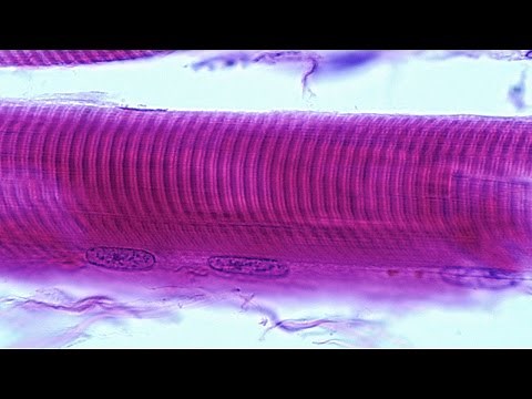 Human Physiology - Myofilament Structure: The Thick Filament
