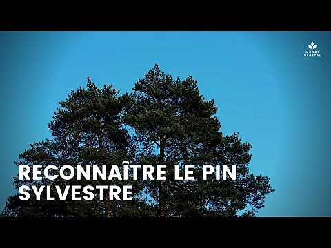 COMMENT RECONNAÎTRE LE PIN SYLVESTRE : Identification facile