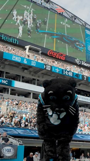 And that’s a @panthers WIN!!!! #win #keeppounding #catsofinstagram #panthers | Sir Purr