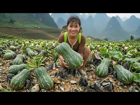 Harvesting 1000+ GIANT Young Pumpkins on The Field,Go To Market, Making Delicious Green Pumpkin Soup