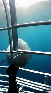 #sharkattack #oceanlife #scarymoment #wildlife #deepsea #viralvideo #trending #dangerzone #sealife #caughtoncamera #sharks #oceanadventure | Sea Predator Attack