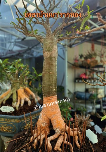 Caudex Golden Root Adenium: ID Peth Banna #fyp #trending #adenium #ชวนชม #variegatedplants