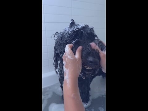 Marley (Labradoodle) Bath ASMR | Satisfying Squishy Dog Shampoo | Vlogtober Day 8