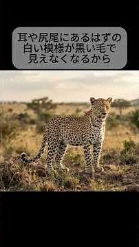 【衝撃の美】闇に溶ける黒ヒョウ