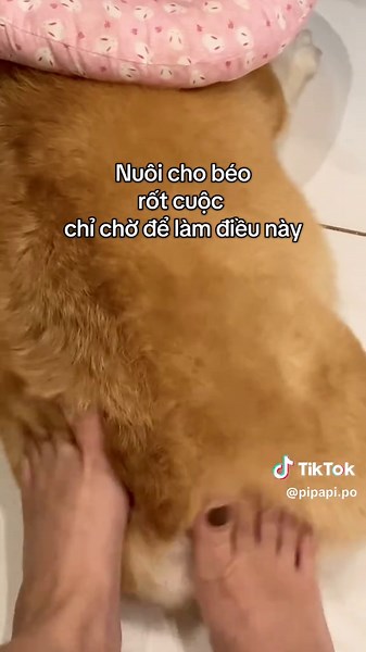 Corgi Nũng Nịu: Niềm Vui Trong Từng Hành Động