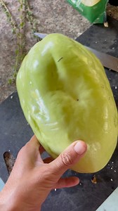 you win some and ya lose some. the FIRST giant lilikoi off of MY vine fell a few days ago. we cut into it and it was so underripe it was like a vegetable 🤣🤣🤣✨. oh well. i got 4 more growing at the moment with tons of flowers coming in. we try again next time ✨❤️. you dont FAIL until you give up. everything is a learning experience ✨🌱. #letsgrow #treehousechicks #fail #gardeningfail #firstfruit #underripe | Kelli Veras