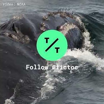 NOAA Records Rare Right Whale Song for the First Time
