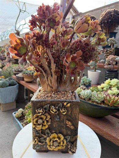 Beautiful Aeonium Velour Crested Succulent 11" Tall & 12" Wide With or Without 3D Handmade Pot - Etsy