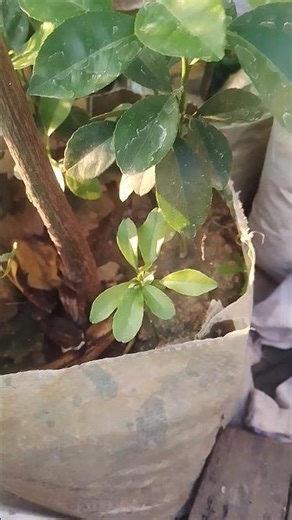 Make Free Humus at Home 🌱 #gardening #farming #water