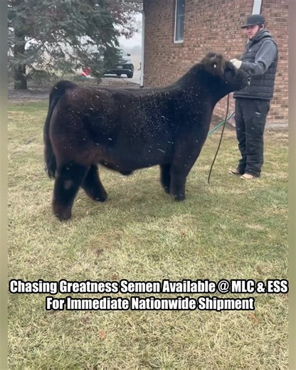 #New #Tuesday #FeaturedLot #ChasingGreatness #MLCSale Featured Semen Lot In MLC Tuesday January 20, 2026 Online Sale On SC Online Sales #SaleLink https://www.sconlinesales.com/Bids/AuctionsListing/45924 Notes: Chasing Greatness Was Our Favorite Show Steer Siring Display Bull Of All Time : Semen Is Available But Is Limited To IVF & Embryo Work Early In 2026 : Bid To Buy Today On SC @ MLC #SpringBreedingSeason | Matt Lautner Cattle