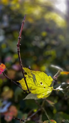 All the Fall colors… right inside your local hardware store… 🍁 🍂It’s time to Spray Paint your favorite Fall colors to saturate your home or porch in these beautiful hues. What Fall color is your favorite??? 🍁🍂 | Wilkes County Hardware