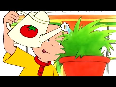Caillou's Grows Vegetables | Caillou Cartoon
