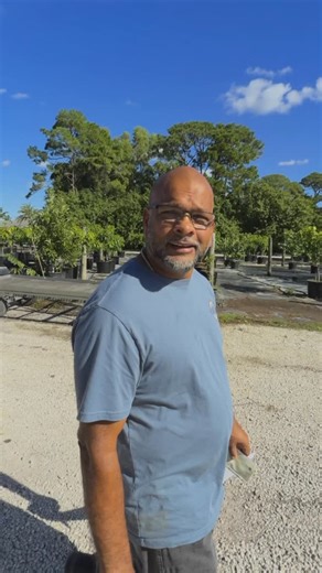 🌴 Local Grower Spotlight: RG Tropical Garden (St. Cloud, FL) 🌿 If you’re looking for our mango varieties, stop by RG Tropical Garden in Saint Cloud, Florida! 🥭 They just restocked on Loquats, Valencia Pride Mangos, and Avocados — swing by while supplies last! 📍 4790 Quail Roost Rd, St. Cloud, FL 📞 (407) 575-8652 📧 rafmangafoor@gmail.com ⚠️ Quick note: We’re a wholesale-only nursery, so these videos are meant to guide you toward trusted retail nurseries that carry our trees. Support your lo