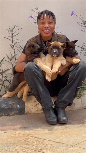 Check out these sweet American Akita puppies😍 What do you think about them? They look like bears right?😊 . @ifeanyiobi24 . #africodogblog #doglovers #dogs