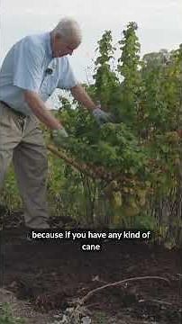How to Prune Raspberries