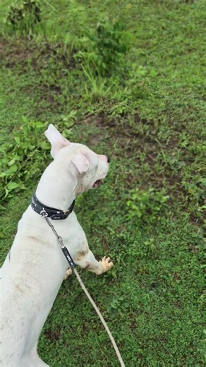 Exploring Saba Lu Jeckk: A Journey Through Porbi