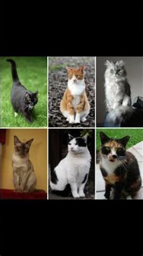 Nombre del musical en ingles?