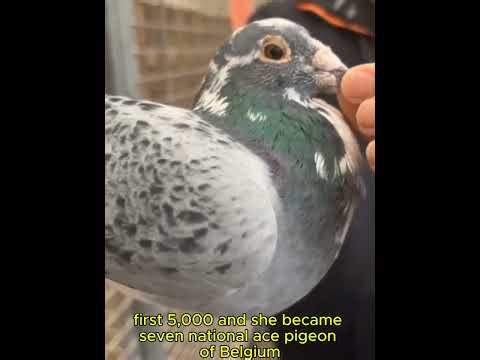 Inside the FLANDERS COLLECTION 🔥 Elite Racing Pigeons & Champion Bloodlines Revealed