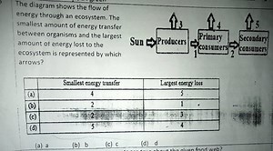 The diagram shows the flow of energy through an ecosystem. The ... | Filo