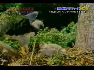 鷲 VS なまけもの