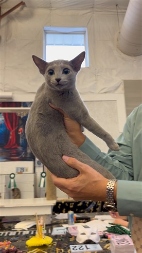 The 64th annual CFA Allbreed Cat Show is underway at the Kane County Fairgrounds. It’s located about an hour outside downtown Chicago. This cat won 2nd best shorthair kitten on day 1 of the two day event. | Daniel Burbank TV