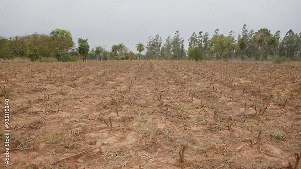 A cassava plantation freshly cut for propagation, large open field with trees in the background and a fertile crop of cassavas