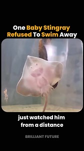 91K views · 3.8K reactions | The stingray followed him home stayed near and started dancing like it knew he was the one who helped | Brilliant Future | Facebook