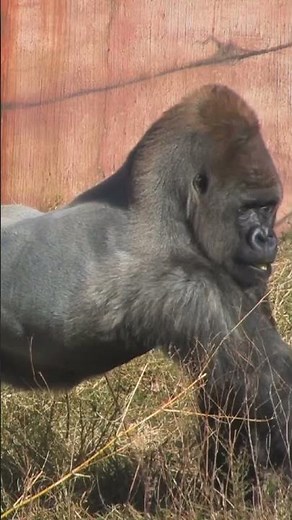 Fun fact about gorillas. Did you know? Burping gorillas.