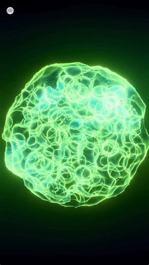 🌳L’Arbre du Savoir on Instagram: "Chaque jour, des milliards de cellules de ton corps disparaissent… mais ce n’est jamais un hasard. La mort cellulaire programmée, appelée apoptose, est un mécanisme fondamental qui permet à ton organisme de se réguler, de se protéger et de se développer correctement. Grâce à l’apoptose : -les doigts et les orteils se séparent pendant l’embryogenèse -les cellules immunitaires inutiles sont éliminées -les cellules endommagées ou potentiellement cancéreuses sont d