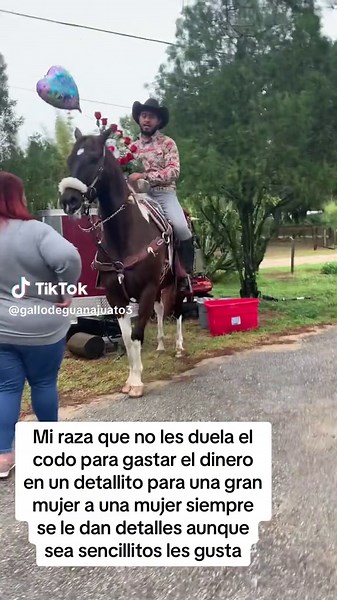 Gallo de Guanajuato3 on TikTok