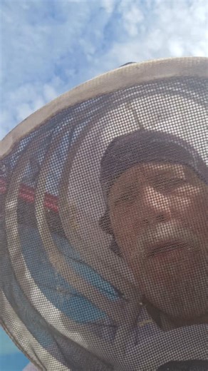 Africanized Honeybees #killerbeeguy #invasivespecies #killerbee #honeybee | Killer Bee Guy