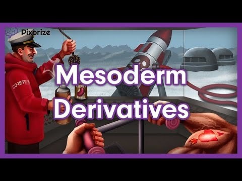Mesoderm Derivatives MCAT Mnemonic Preview