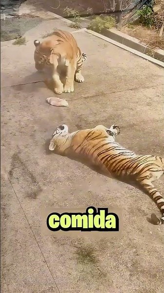 I Think It Works the Same for All Species