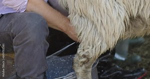 Traditional Sheep Milking at a Rural Farm: A Close-up View of a Farmer's Hands Milking a Sheep for Dairy Production