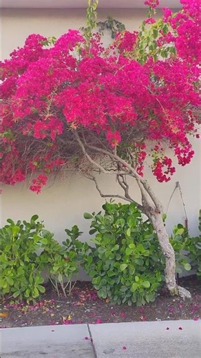 Pretty Flowers All In A Row- Tropical Beauty #flowers #shorts #beautiful #music