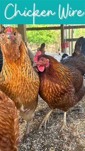 67K views · 3.3K reactions | Whether you’re trying to keep out mice ...