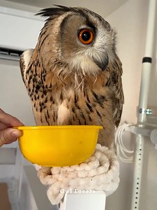 4.6K views · 210 reactions | Owl eating food黎 #owl | Owl Lovers | Facebook