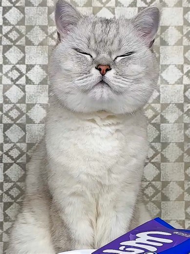 Hilarious Moments with Kitty Catee