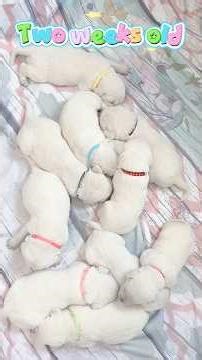 Lab Puppies 🐶 two weeks old! #whitelabrador #puppy #loyallabradors
