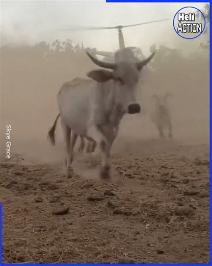 Robinson R22 pilot's skills to muster cattle | Helicopter Action