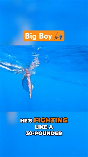 This King Mackerel Fights Like a 30-Pounder