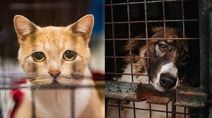 Perros y gatos abandonados en EE.UU. enfrentan el peor final: por primera vez en cinco años aumentaron los sacrificios, según estudio - CNN Video